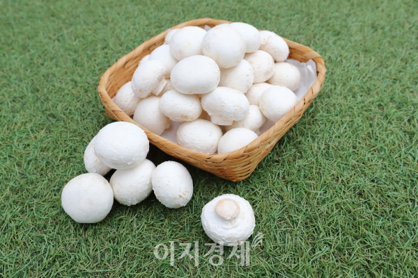 양송이 '도담'. 사진=농촌진흥청