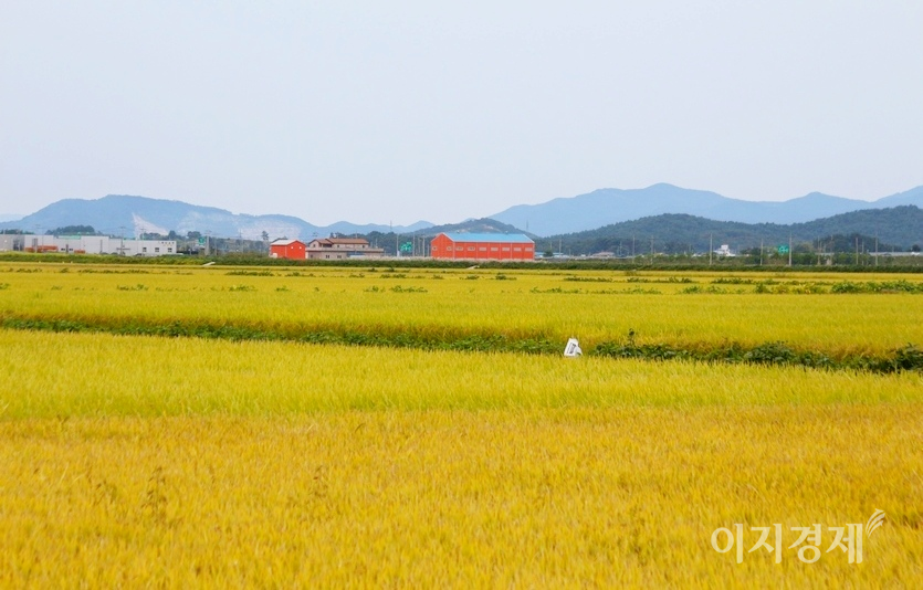 지난해 국민 1인당 하루 평균 소비한 쌀이 밥 한 공기도 안 되는 것으로 파악됐다. 우리나라 최대 곡창지대인 전북 김제평야. 사진=김보람 기자
