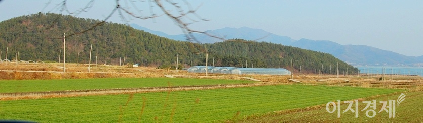(위부터)열차가 나주를 지나고 목포에 가까워 지자 보릿의 초록빛이 짙어졌다. 맨 아래는 해남이다. 사진=김보람 기자