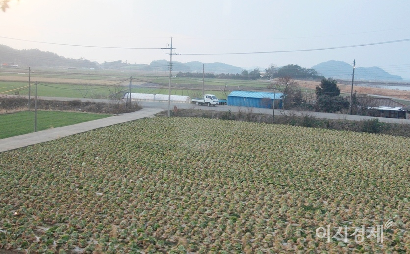 해풍을 맞으면서 겨울을 지낸 해남 배추는 아삭함이 남다르다. 농민들이 겨울 배추를 서울 가락시장에 출하하기 위해 분주하게 손길을 놀리고 있다. 사진=김보람 기자