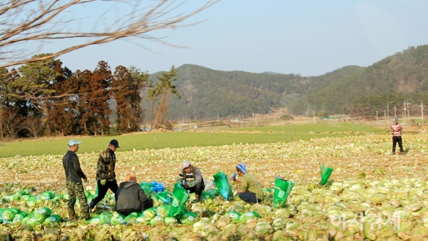 해풍을 맞으면서 겨울을 지낸 해남 배추는 아삭함이 남다르다. 농민들이 겨울 배추를 서울 가락시장에 출하하기 위해 분주하게 손길을 놀리고 있다. 사진=김보람 기자