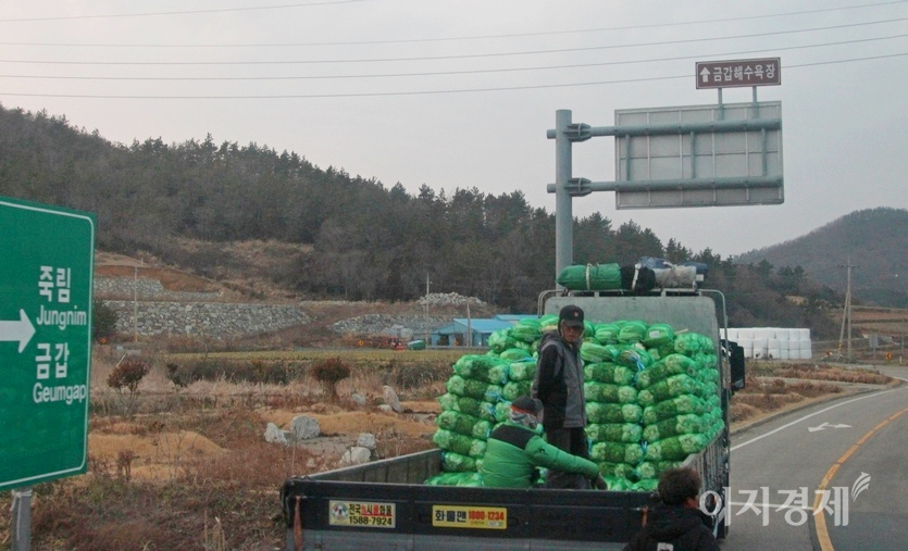 해풍을 맞으면서 겨울을 지낸 해남 배추는 아삭함이 남다르다. 농민들이 겨울 배추를 서울 가락시장에 출하하기 위해 분주하게 손길을 놀리고 있다. 사진=김보람 기자