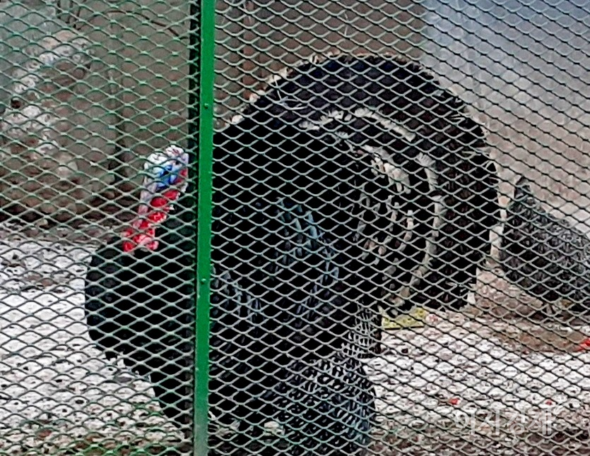 수컷 칠면조가 날개를 펴서 지면에 대고 꽁지를 부채 모양으로 펼쳤다. 칠면조와 공작의 수컷은 발정기 때 암컷을 유혹하기 위해 꽁지를 부채 모양으로 편다. 이들은 상대를 위협할 때도 꽁지를 편다. 사진=양지훈 기자