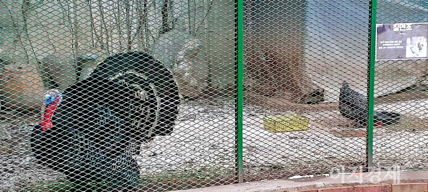 오른쪽이 칠면조 암컷이다. 사진=양지훈 기자