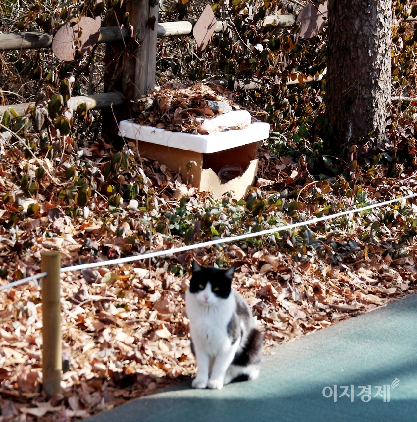 길고양이가 활동을 시작하기 위해 주민들이 만든 집에서 밤을 지내고 나왔다. 사진=양지훈 기자