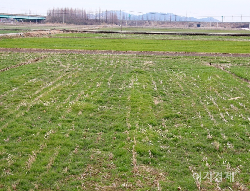 전북 전주시 효자봉안당 폭포의 물줄기 역시 풀렸고, 인근 국립축산과학원 앞 침엽수도 푸르름을 더했다. 논에서 자라는 풀과 보리도 짙은 녹색 옷을 입었다. 사진=김보람 기자