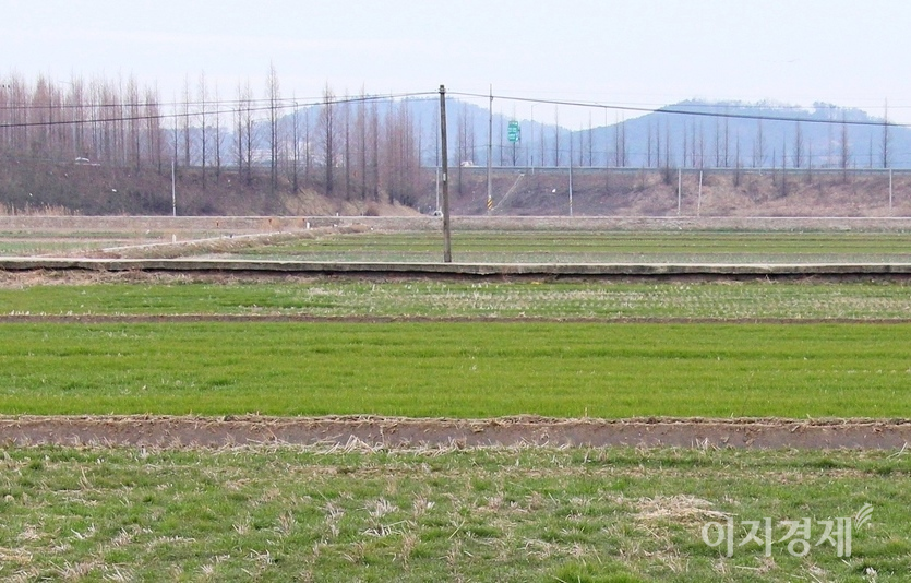 전북 부안 동진면 들판에서 자라는 보리. 사진=김보람 기자