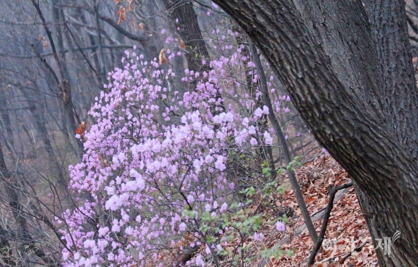 (위부터)서울 강남의 한 아파트단지와 경기도 성남시 남한산성도립공원에 목련과 진달래가 한창이다. 사진=문룡식 기자