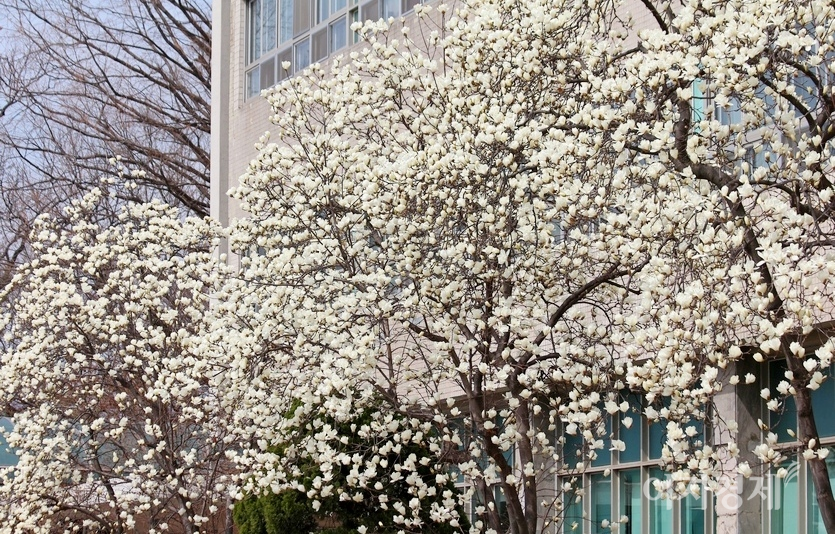 (위부터)서울 강남의 한 아파트단지와 경기도 성남시 남한산성도립공원에 목련과 진달래가 한창이다. 사진=문룡식 기자