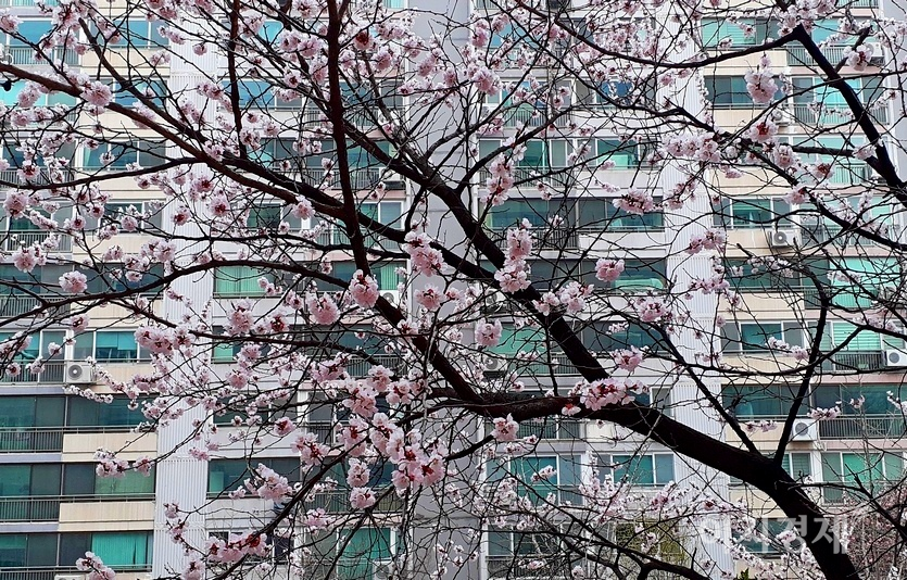 경기도 성남시 중원구 황송공원과 관내 아파트단지에 봄꽃인 개나리와 목련이 만개했다. 나무에서는 녹색 잎이 고개를 내밀고 있다. 사진=김보람 기자