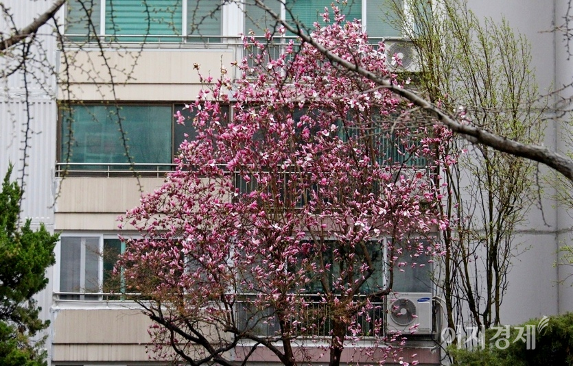 경기도 성남시 중원구 황송공원과 관내 아파트단지에 봄꽃인 개나리와 목련이 만개했다. 나무에서는 녹색 잎이 고개를 내밀고 있다. 사진=김보람 기자