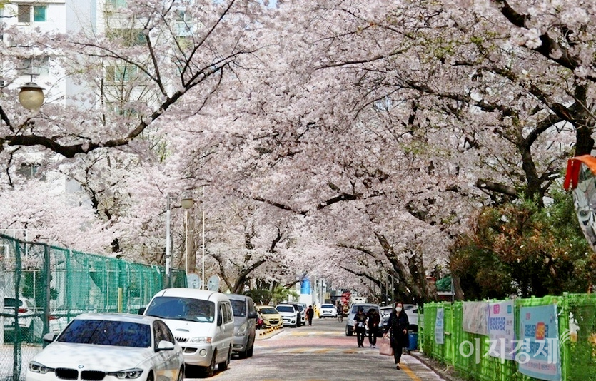 동광로 벚꽃은 이 지역 명소다. 사진=양지훈 기자