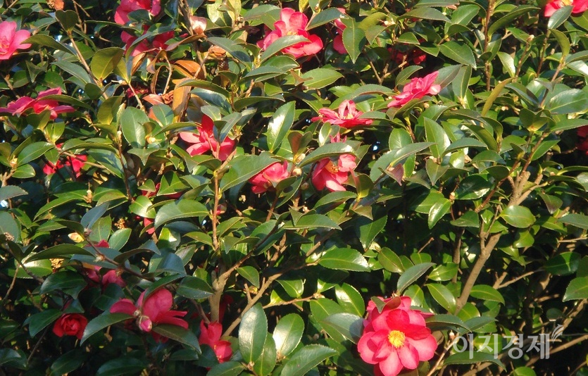 (위부터)제주 서귀포 해안과 서울 도심에 핀 동백꽃. 동백꽃은 꽃송이가 뚝 끊어져 떨어진다. 사진=김보람 기자