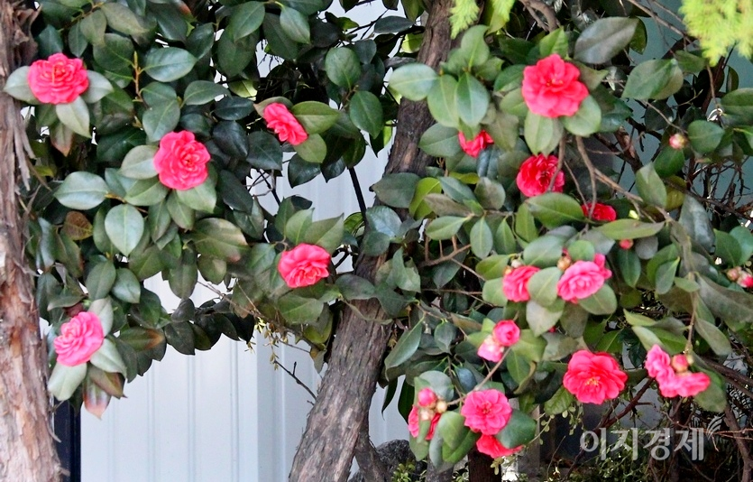 (위부터)제주 서귀포 해안과 서울 도심에 핀 동백꽃. 동백꽃은 꽃송이가 뚝 끊어져 떨어진다. 사진=김보람 기자