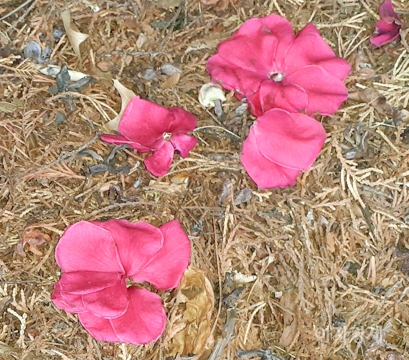 (위부터)제주 서귀포 해안과 서울 도심에 핀 동백꽃. 동백꽃은 꽃송이가 뚝 끊어져 떨어진다. 사진=김보람 기자