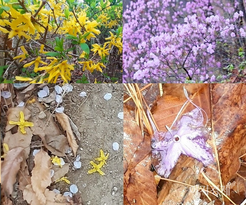 (왼쪽 위부터 시계 방향)봄 꽃인 개나리와 진달래도 각각 4장과 5장인 꽃잎을 가진 꽃송이가 뚝 떨어진다. 사진=김보람 기자