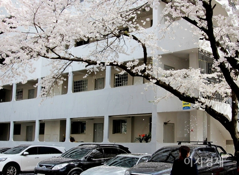 반면, 대부분 꽃들은 꽃잎이 분분히 떨어진다. 서울 서초구 동광로 벚꽃의 꽃잎이 떨어지고 있다. 사진=김보람 기자