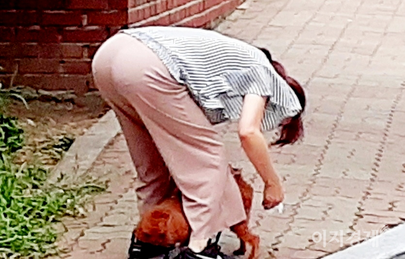 개를 데리고 산책하면서 개의 분비물을 반드시 치워야 한다. 위반시 과태료 50만원이다. 한 여성은 볼일을 본 개의 뒤까지 닦아주고 있다. 사진= 정수남 기자