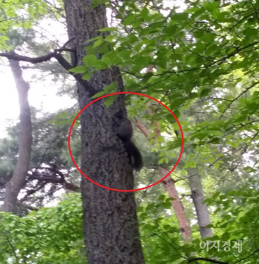 청솔모 한마리가 남한산성도립공원에서 경쾌하게 나무를 오르고 있다. 사진= 정수남 기자