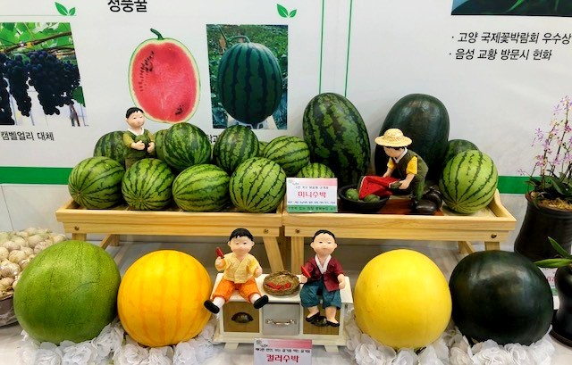 농촌진흥청이 최근 주목받는 이색 수박을 소개했다. 사진=농촌진흥청