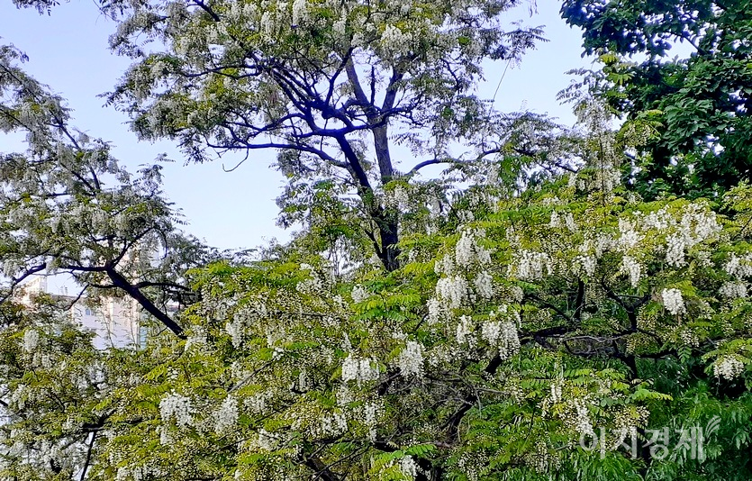 19일 부처님 오신날 전국이 맑다. 서울 종로 삼청동 공원에 만개한 아카시. 사진=김보람 기자