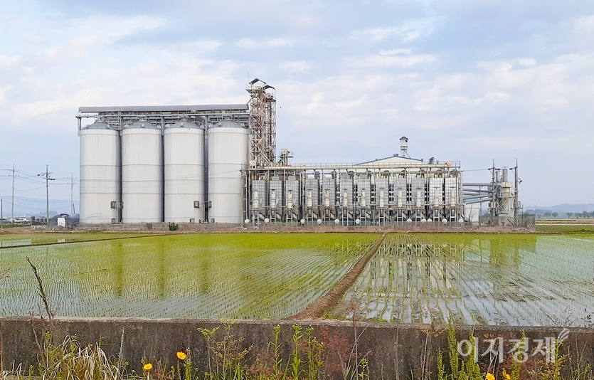 농촌진흥청이 오는 2024년까지 벼 외래품종 재배면적을 1만 핵타르(ha)까지 줄일 계획이다. 사진=문룡식 기자