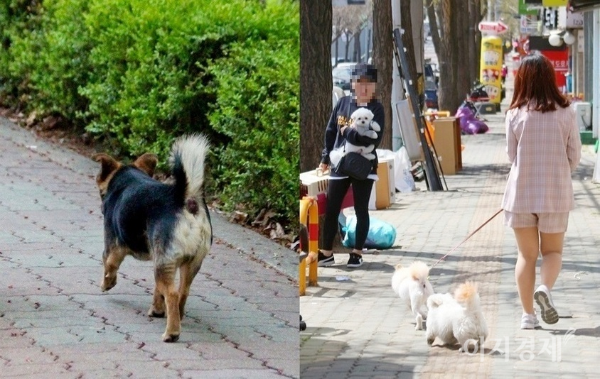 농촌진흥청이 국내 생산 농산물을 활용해 반려견 비만 예방에 도움이 되는 ‘펫푸드’를 개발했다. 사진=문룡식 기자