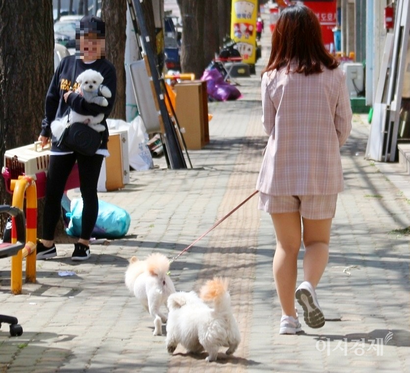 강아지를 가방에 넣어 매거나, 보행기에 태우고, 안는 것도 모자라, 사진=정수남 기자