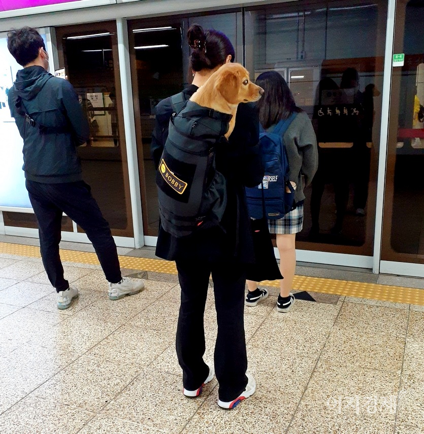 이제는 띠를 이용해 업고 다닌다. 사진=정수남 기자