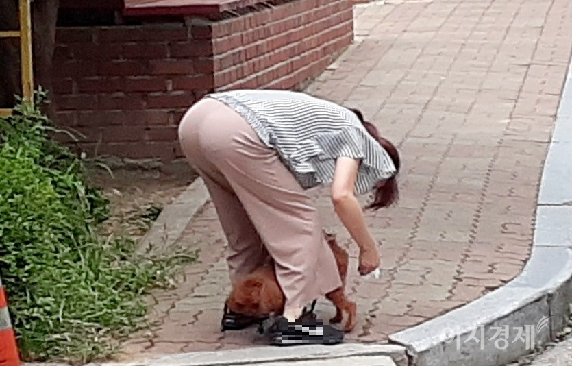 산책 중에 강아지가 대변을 보면, 주인이 뒤를 닦아주고, 사진=정수남 기자