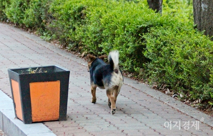 인간의 기준에 맞춘 반려견보다 자신의 의지대로 걷고, 뛰고, 먹는 ‘그냥’ 개가 자유롭지 아니한가? 사진=정수남 기자