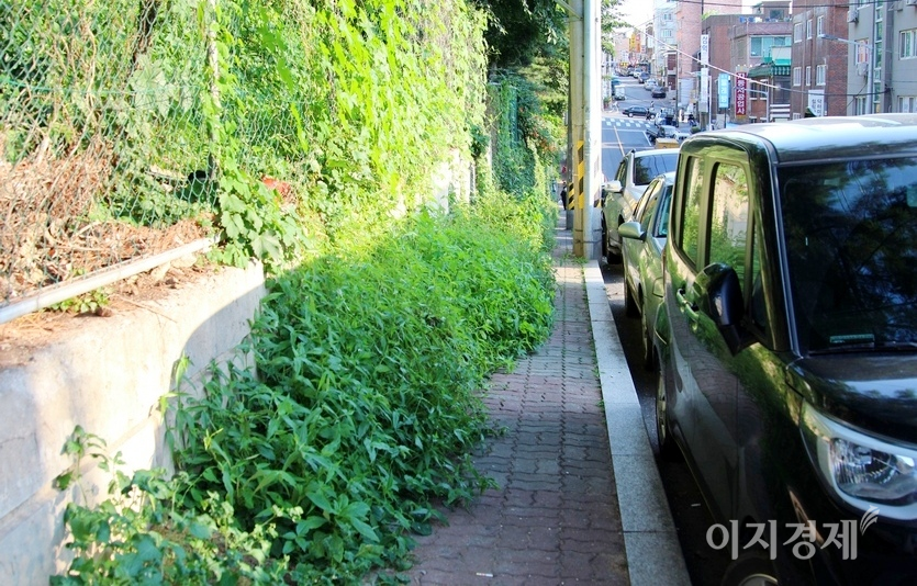 서울 변두리 지역의 인도다. 풀이 인도의 60%를 덮었다. 사진=정수남 기자