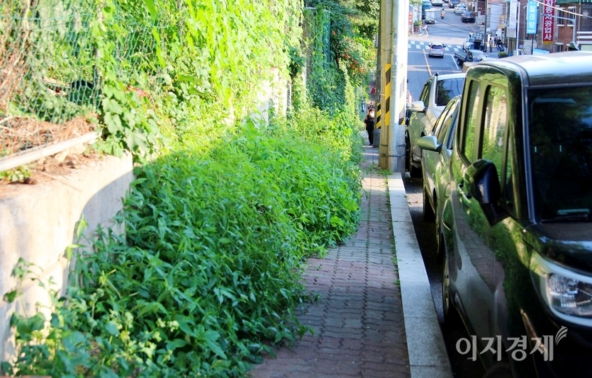 한 노인이 풀을 피해 힘겹게 인도를 걷고 있다. 사진=정수남 기자