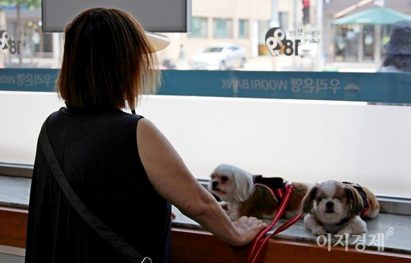 70대로 보이는 인근 주민이 두마리 개와 산책을 나왔다, 우리은행 자동화 창구에서 더위를 피하고 있다. 사진=정수남 기자