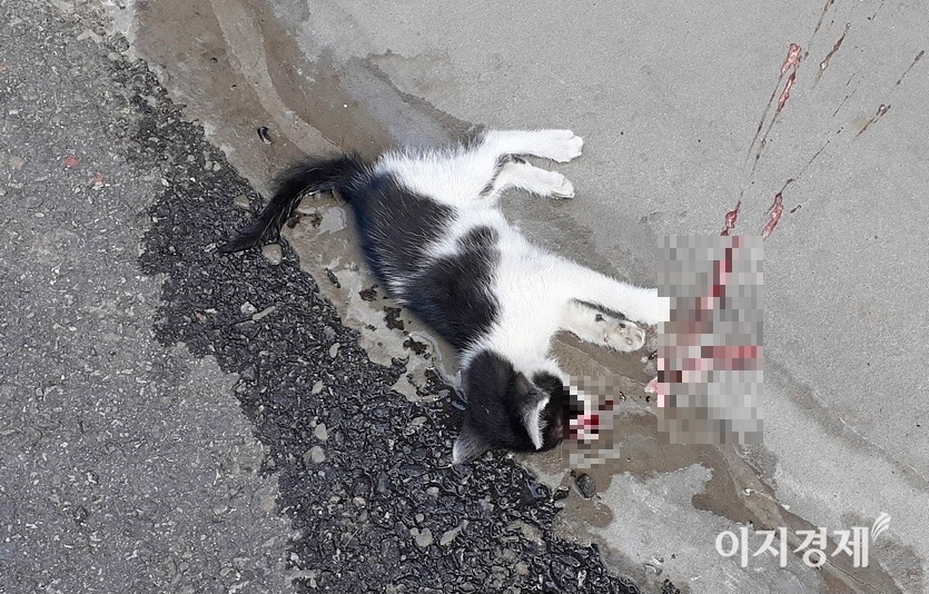 경기도 성남시 주택가 골목. 길냥이 새끼들이 어미와 함께 골목에 주차된 차량 밑에서 놀고 있는 모습을 아치 출근길에 목격했다. 새끼 길냥이가 주차된 차량이 출발하면서 처참하게 변을 당했다. 퇴근길에 찍었다. 사진=정수남 기자