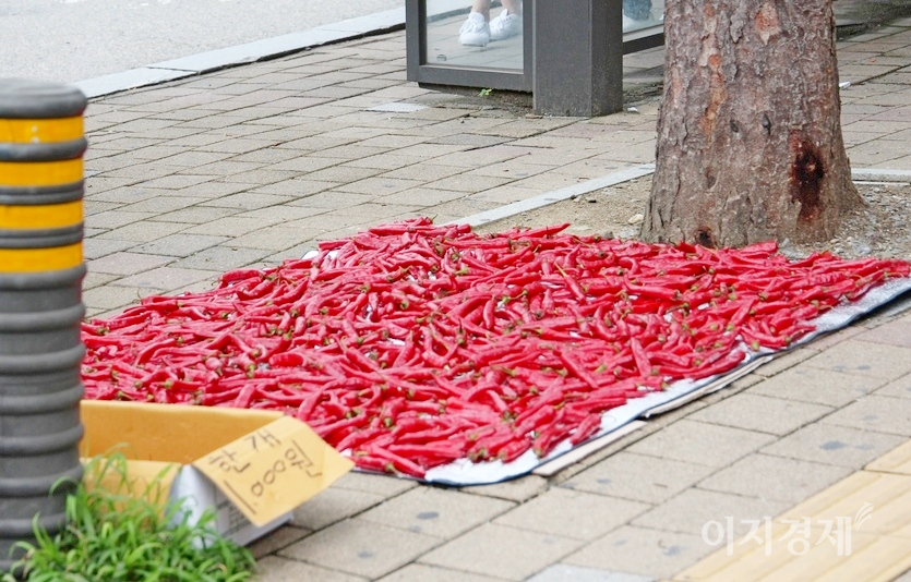 서울 변두리 동네 인도에서 홍초가 처서를 지낸 태양에 몸을 내맡기고 있다. 사진=정수남 기자
