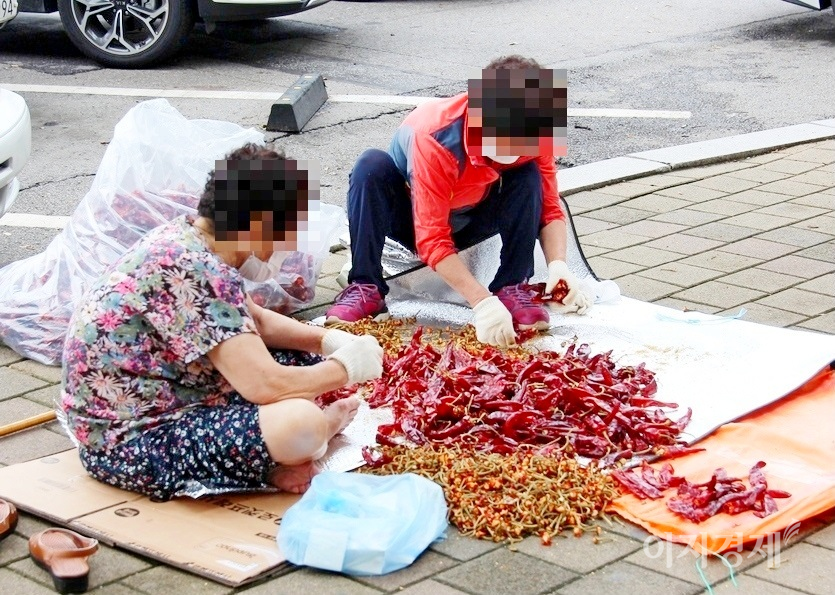 동네 아낙들이 태양초의 꼭지를 따고 있다. 사진=정수남 기자