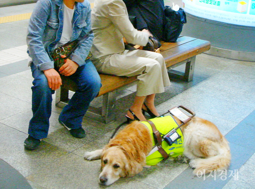 안내견은 다중시설 등에서 주인이 앉으면 함께 앉도록 훈련을 받는다. 사진=정수남 기자