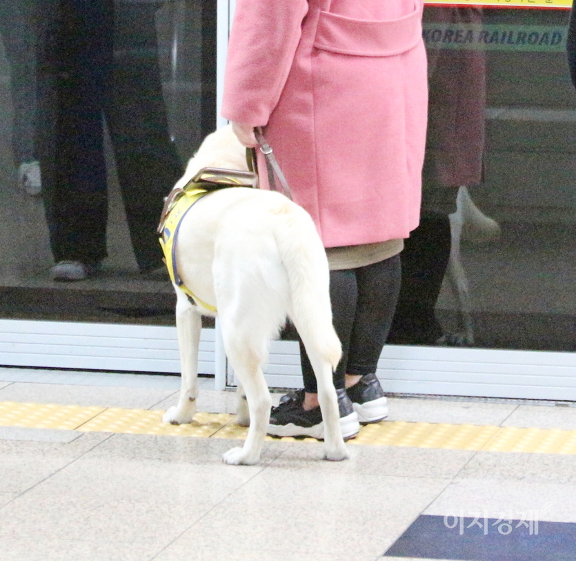 안내견이 지하철을 기다리는 시각 장애인과 함께 하고 있다. 사진=정수남 기자