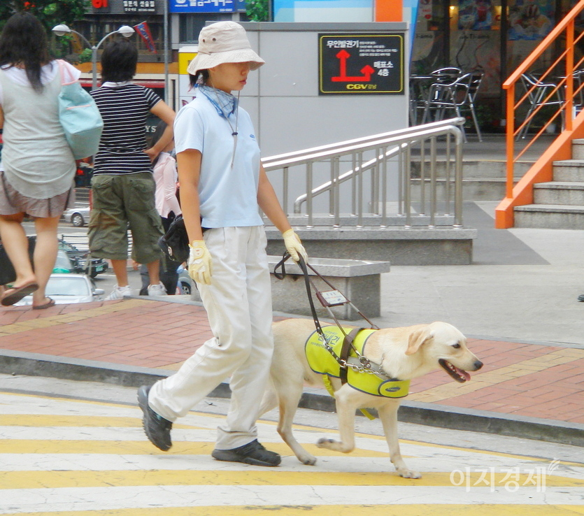 삼성생명 안내견 훈련소 직원이 서울 강남 이면도로에서 안내견을 훈련하고 있다. 사진=정수남 기자.