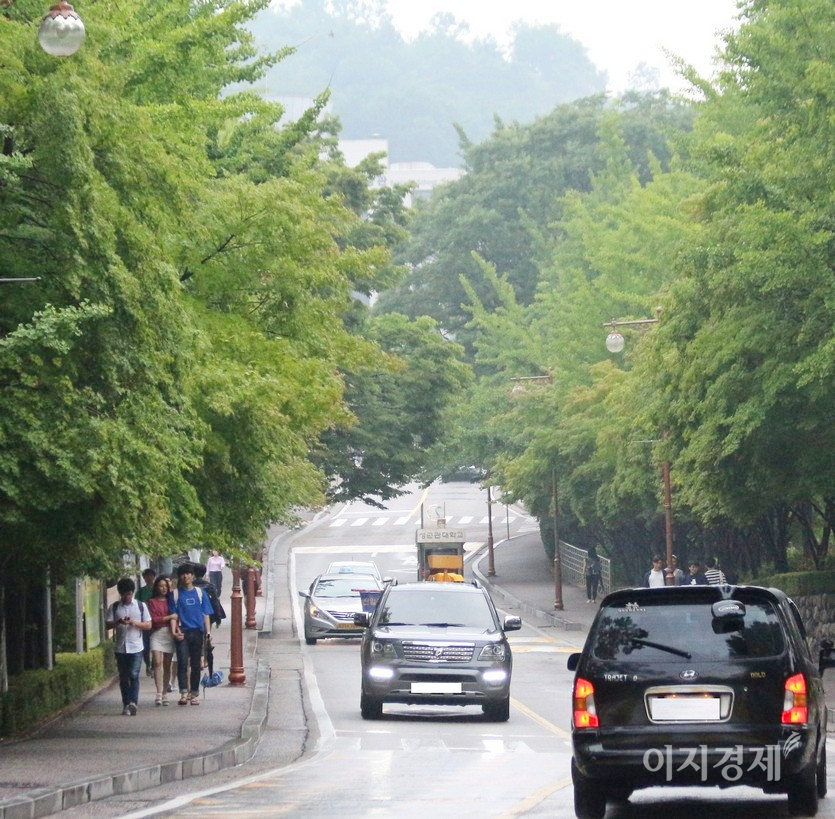 아직 은행나무는 여름의 푸르름을 간직하고 있지만, 가지와 잎 사이로 은행이 노랗게 익어가고 있다. 사진=정수남 기자