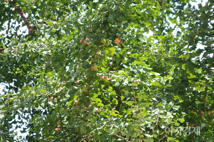 아직 은행나무는 여름의 푸르름을 간직하고 있지만, 가지와 잎 사이로 은행이 노랗게 익어가고 있다. 사진=정수남 기자