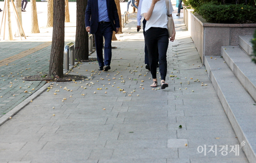 성급한 은행들은 벌써 지상으로 내려와 행인들의 걸음에 무참히 짓밟히고 있다. 사진=정수남 기자