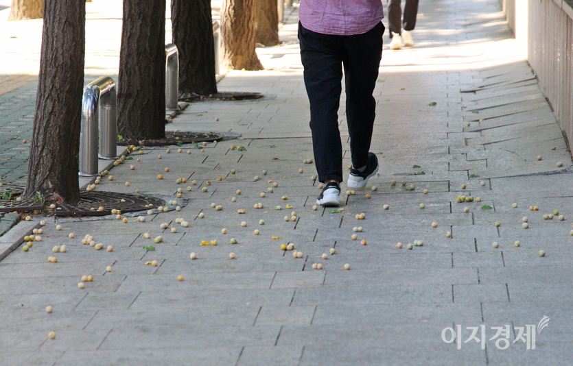 성급한 은행들은 벌써 지상으로 내려와 행인들의 걸음에 무참히 짓밟히고 있다. 사진=정수남 기자