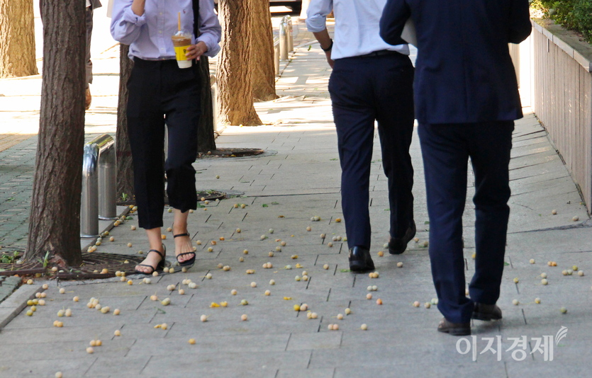 성급한 은행들은 벌써 지상으로 내려와 행인들의 걸음에 무참히 짓밟히고 있다. 사진=정수남 기자