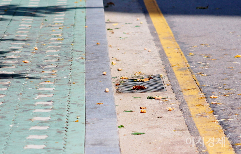 은행나무는 깊은 가을 노랗게 물들어 가을 정취를 더하지만, 보도에서 으깨진 은행은 불쾌한 냄새로 코를 불편하게 한다. 사진=정수남 기자