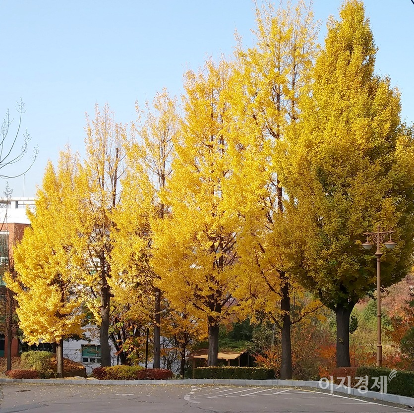 은행나무는 깊은 가을 노랗게 물들어 가을 정취를 더하지만, 보도에서 으깨진 은행은 불쾌한 냄새로 코를 불편하게 한다. 사진=정수남 기자