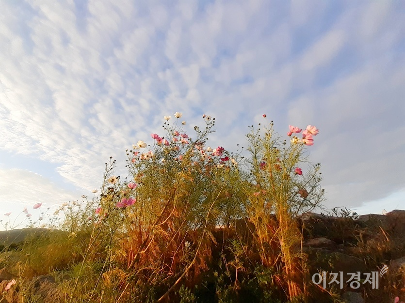 남한산성 제1 옹성에 있는 장대(장수가 올라서서 군사를 지휘하던 곳)에서 코스모스와 하늘을 동시에 잡았다. 왼쪽에서 해가 뜨고 있다. 사진=정수남 기자