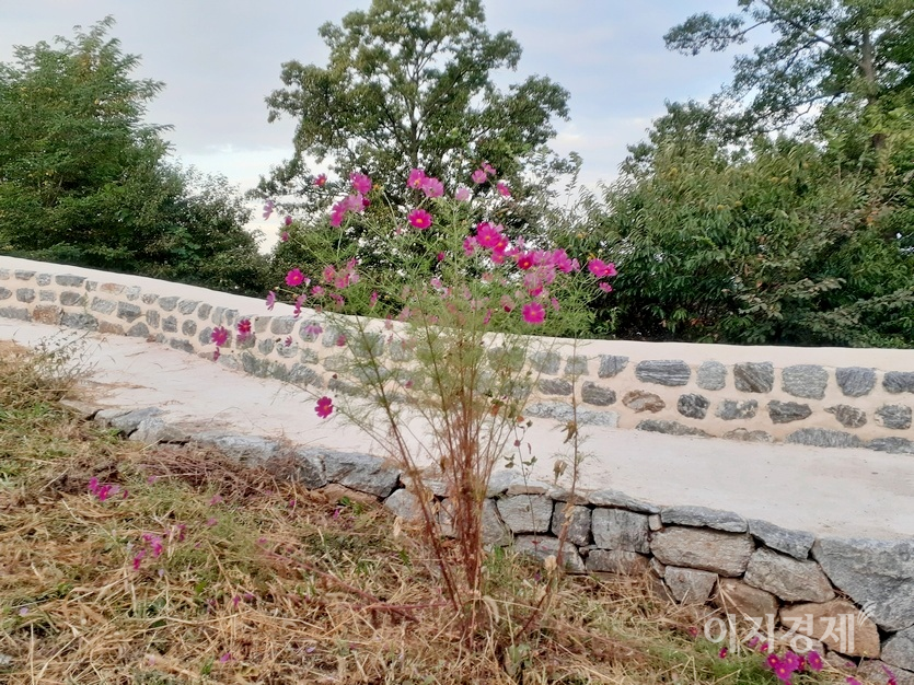 장대 아래, 옹성 벽 부근에도 코스모스가 바람을 맞고 있다. 사진=정수남 기자