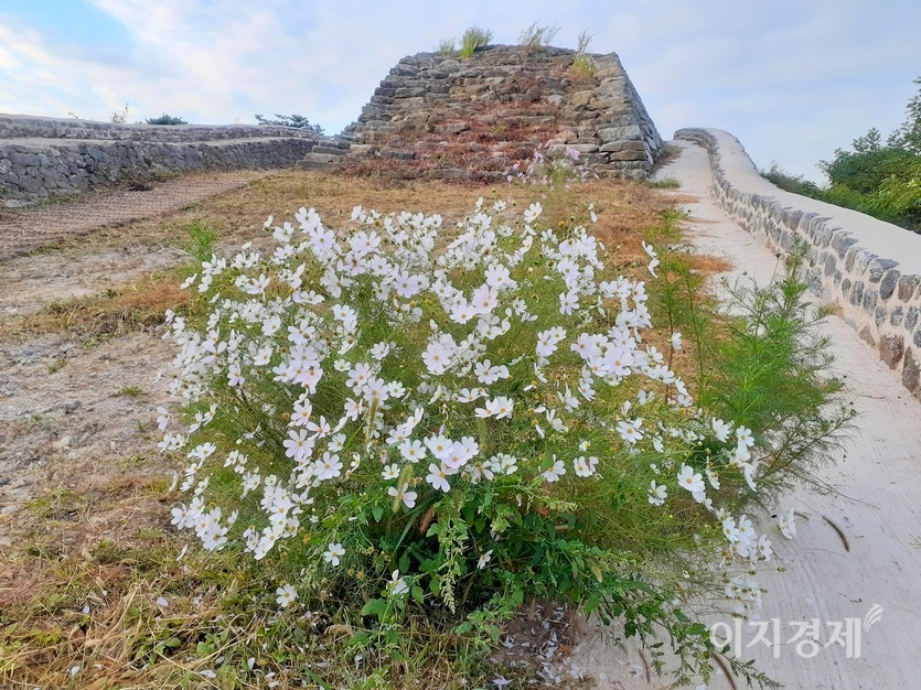 장대 아래, 옹성 벽 부근에도 코스모스가 바람을 맞고 있다. 사진=정수남 기자